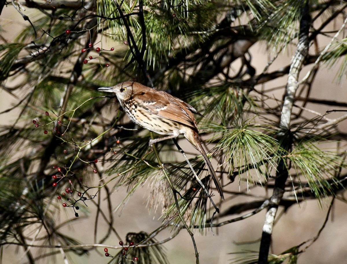 Brown Thrasher - ML647034594