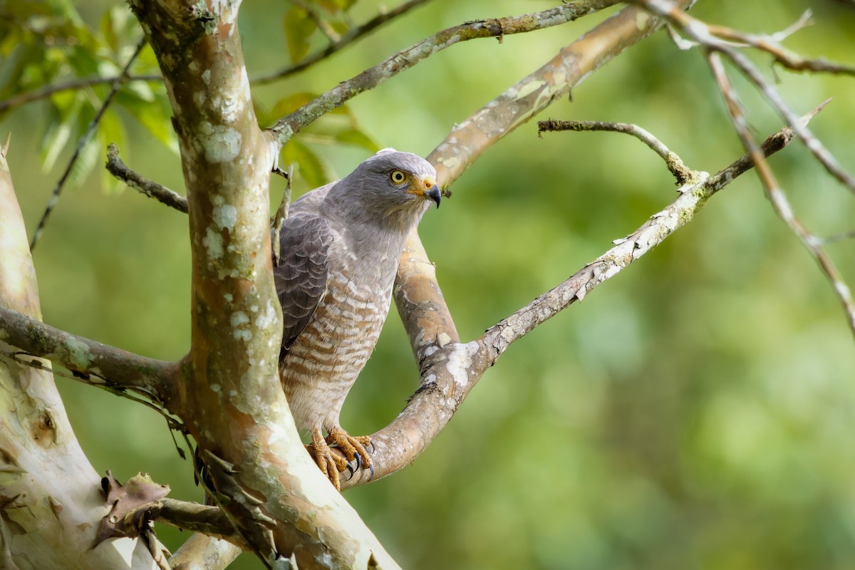 káně krahujová - ML647034618