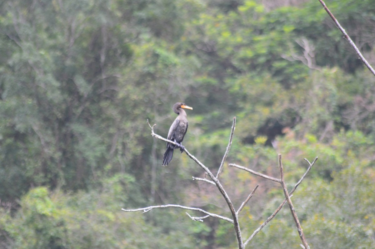 Neotropic Cormorant - ML647034620