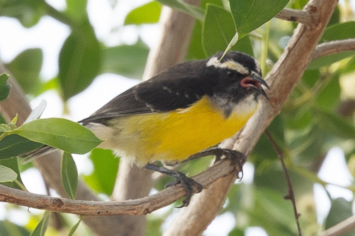 Sucrier à ventre jaune - ML647034621