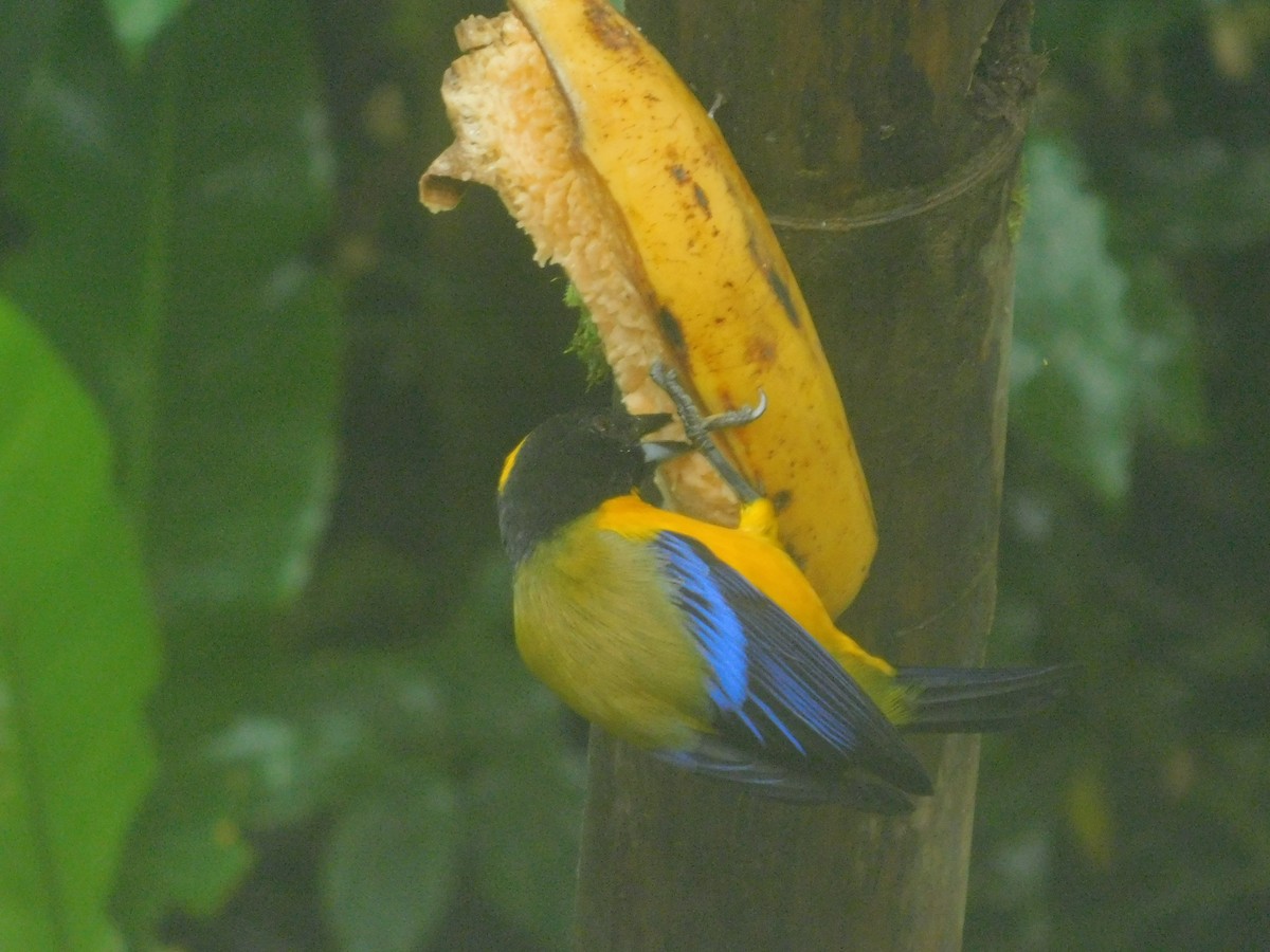 Kara Gıdılı Dağ Tangarası - ML647034632