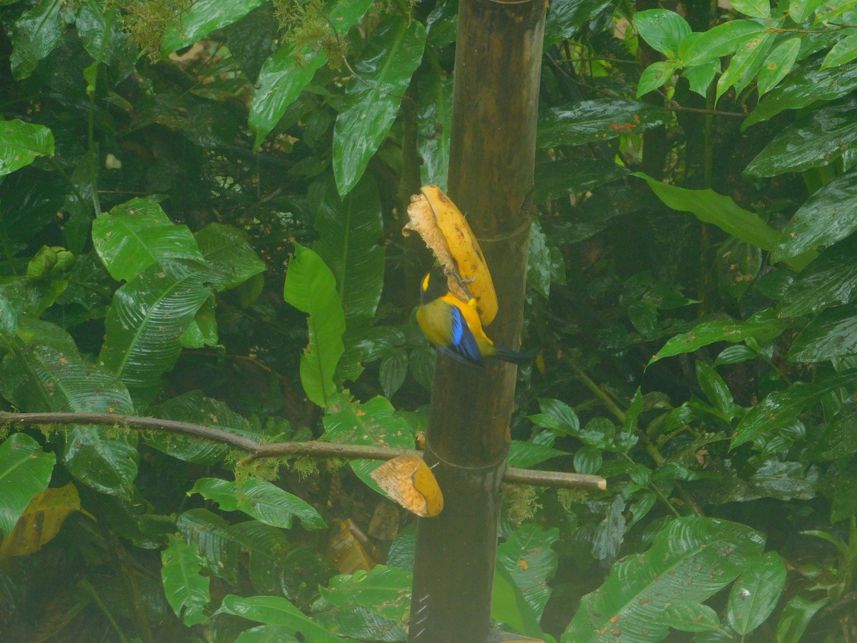 Kara Gıdılı Dağ Tangarası - ML647034633