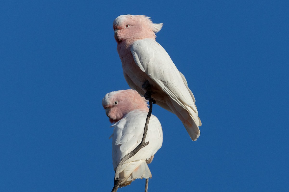 Pink Cockatoo - ML647034644