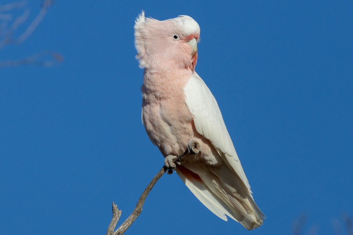 Pink Cockatoo - ML647034646