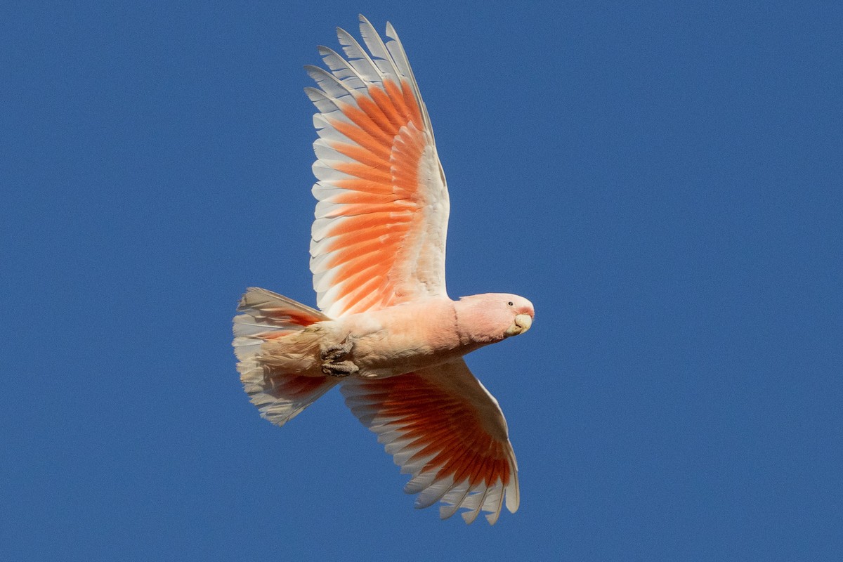 Pink Cockatoo - ML647034647