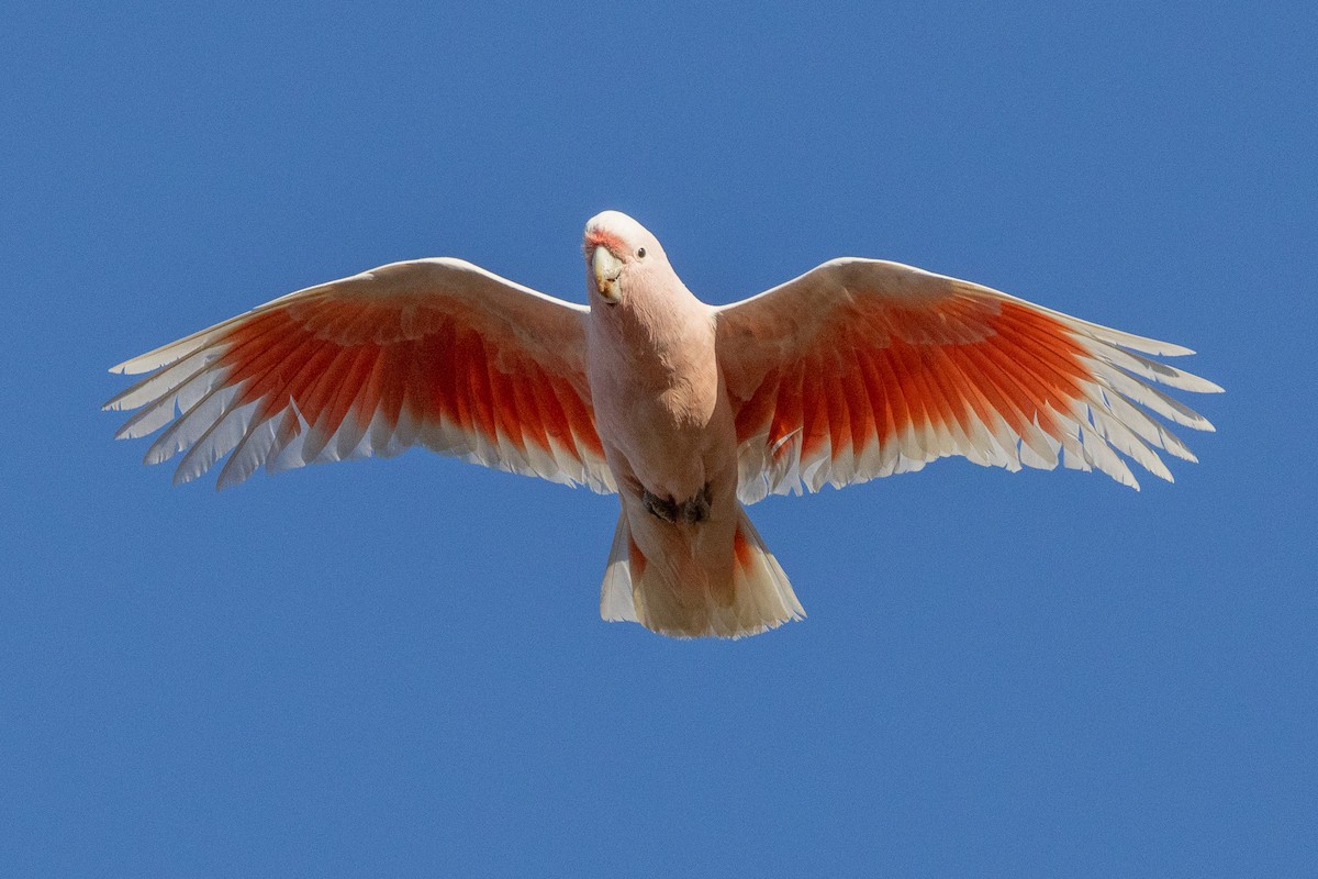 Pink Cockatoo - ML647034648