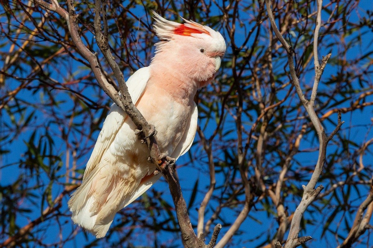 Pink Cockatoo - ML647034649
