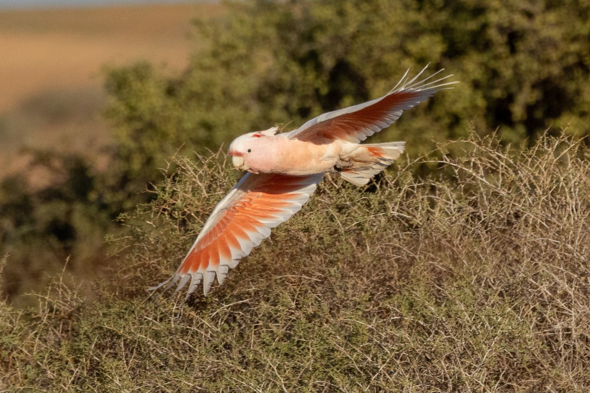 Pink Cockatoo - ML647034651