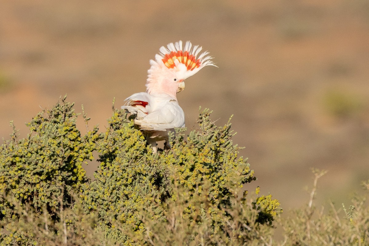 Pink Cockatoo - ML647034652
