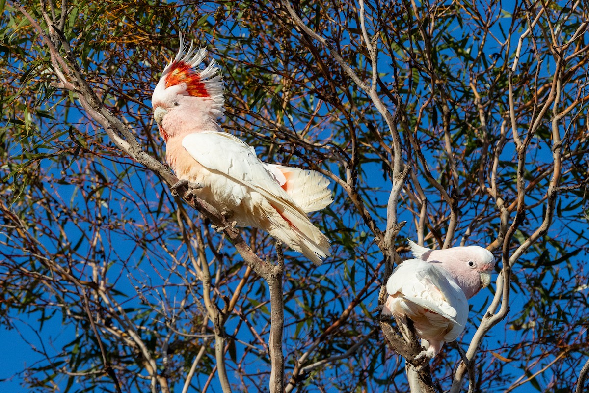 Pink Cockatoo - ML647034654