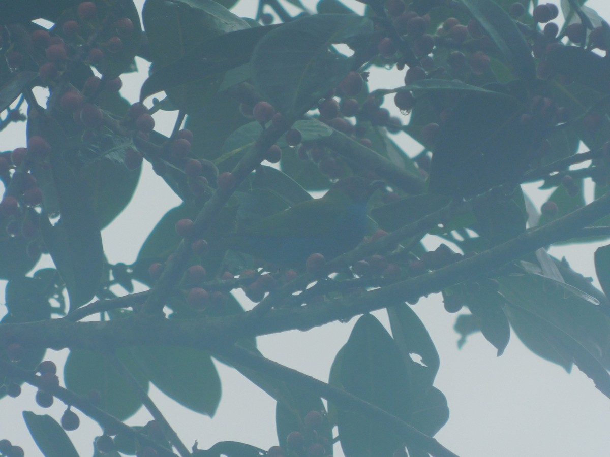 チャガシラフウキンチョウ - ML647034658