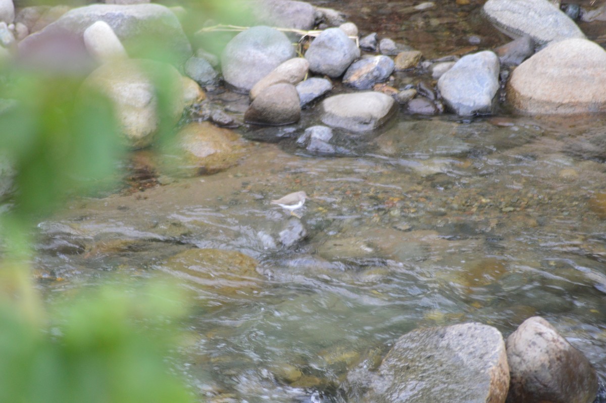 Spotted Sandpiper - ML647034662