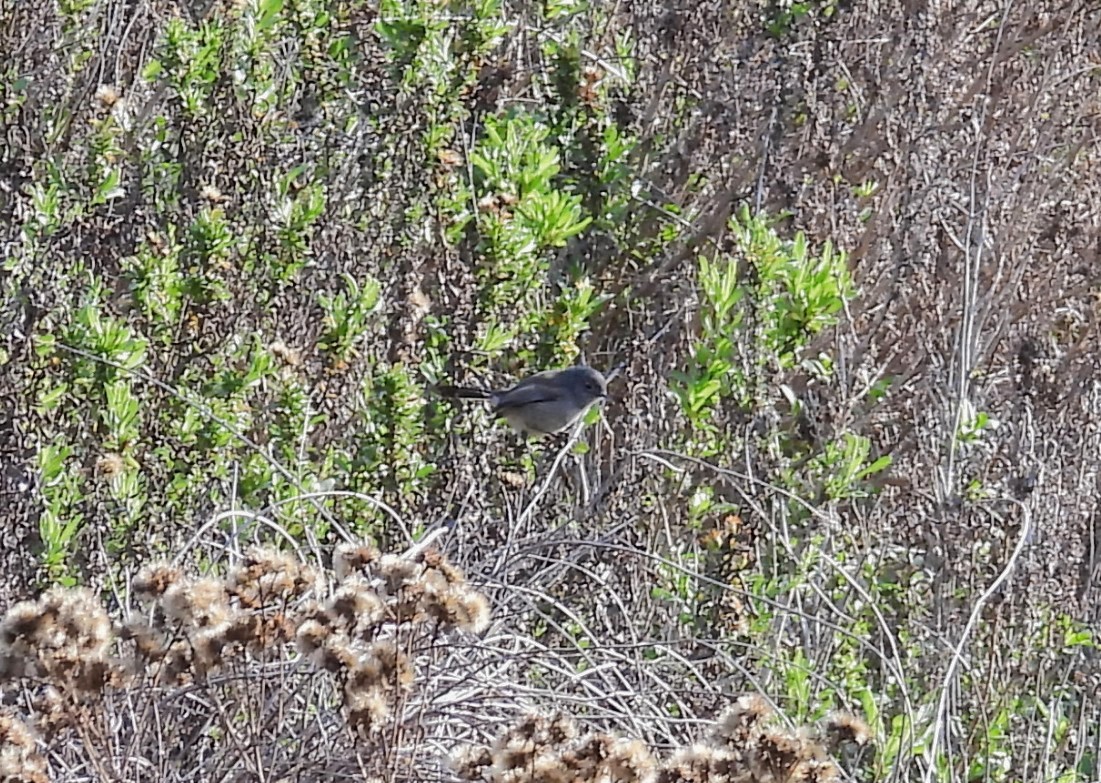California Gnatcatcher - ML647034684