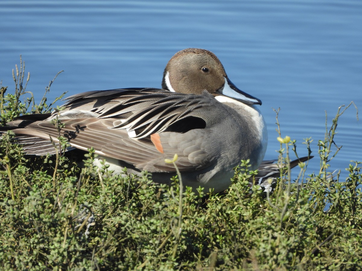 Northern Pintail - ML647034696