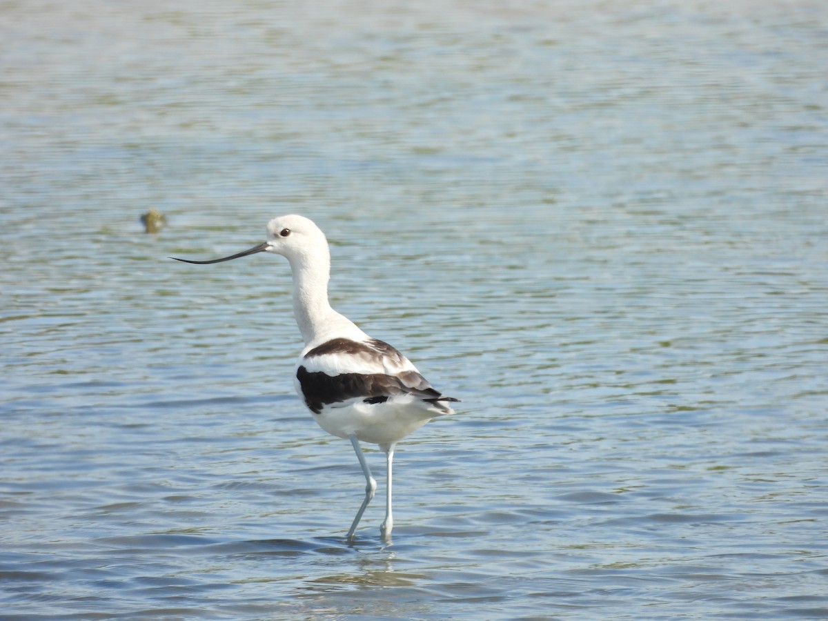 American Avocet - ML647034705