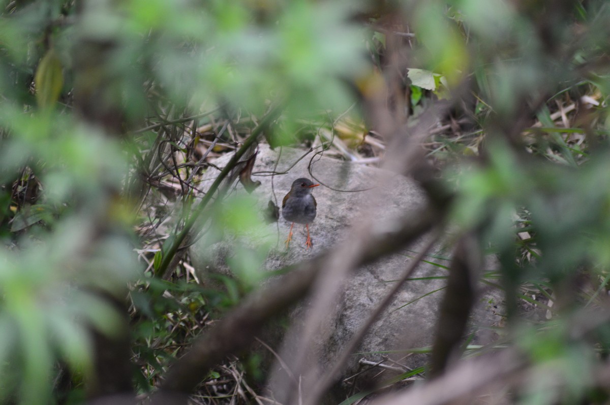 Orange-billed Nightingale-Thrush - ML647034707