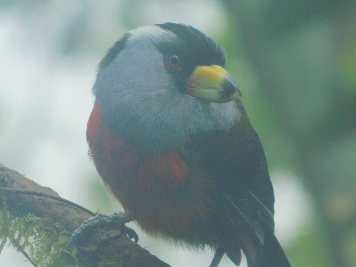 Toucan Barbet - ML647034718