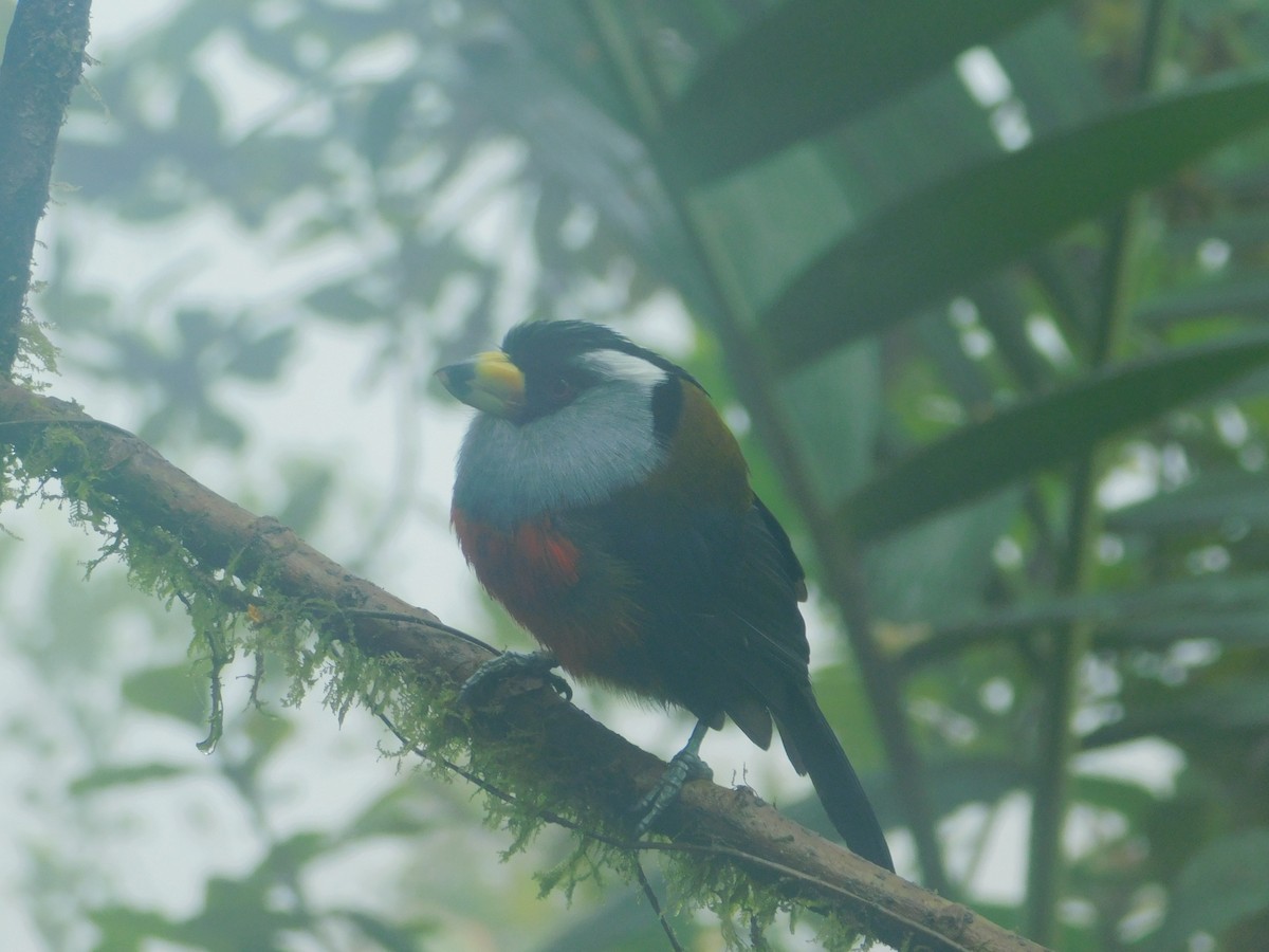 Toucan Barbet - ML647034719