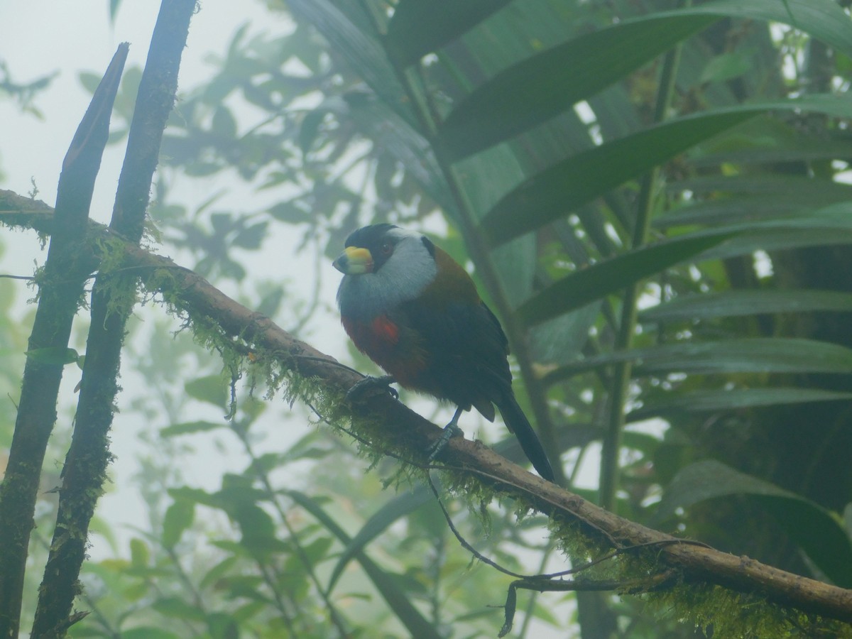 Toucan Barbet - ML647034720