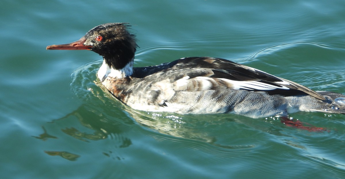 Red-breasted Merganser - ML647034723
