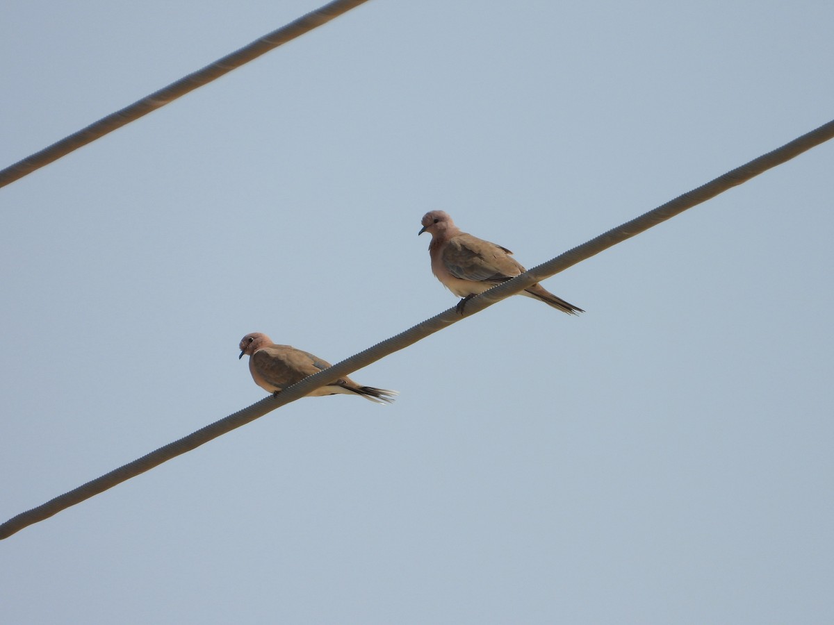 ワライバト - ML647034725