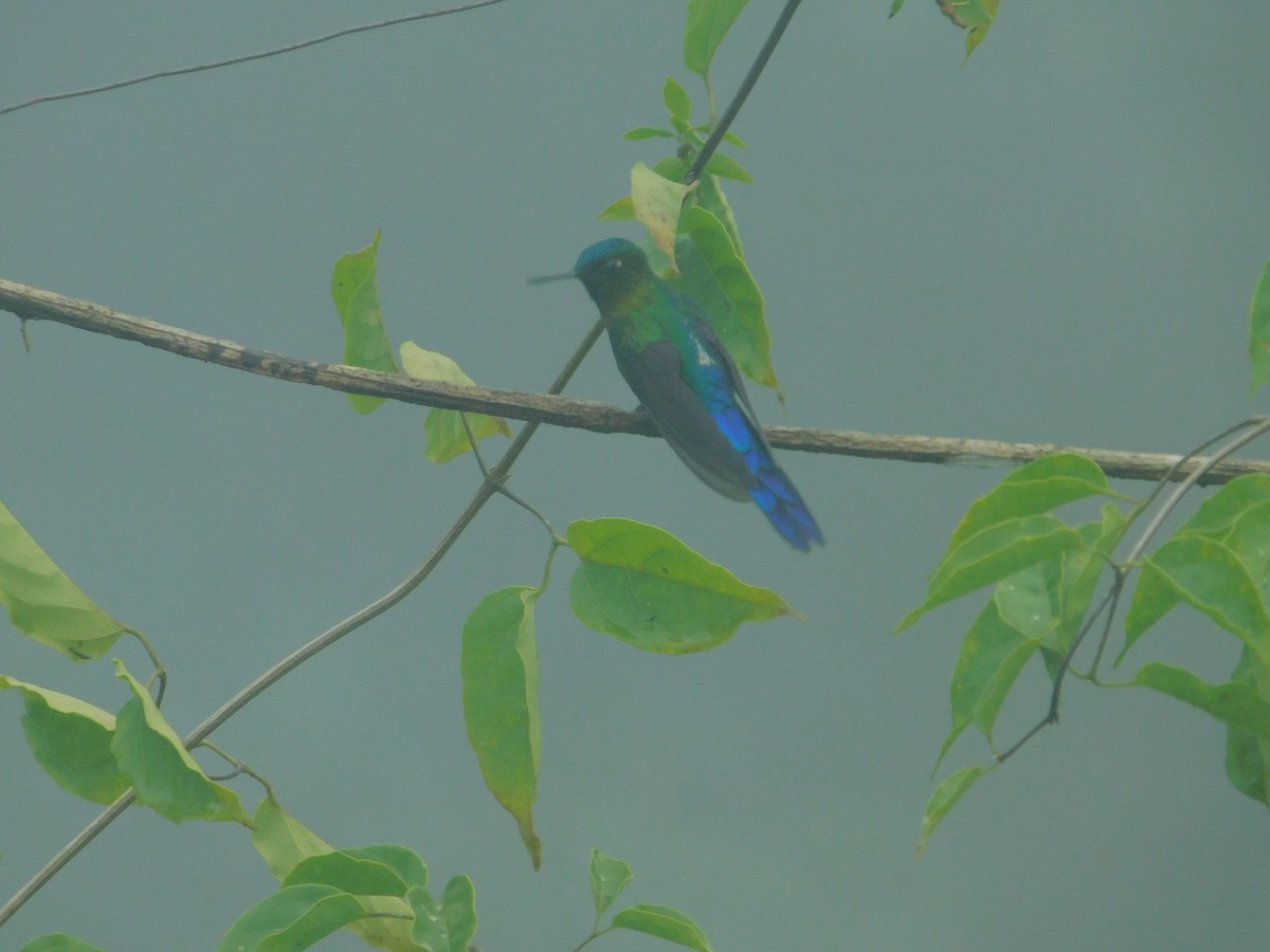 ムラサキフタオハチドリ - ML647034726