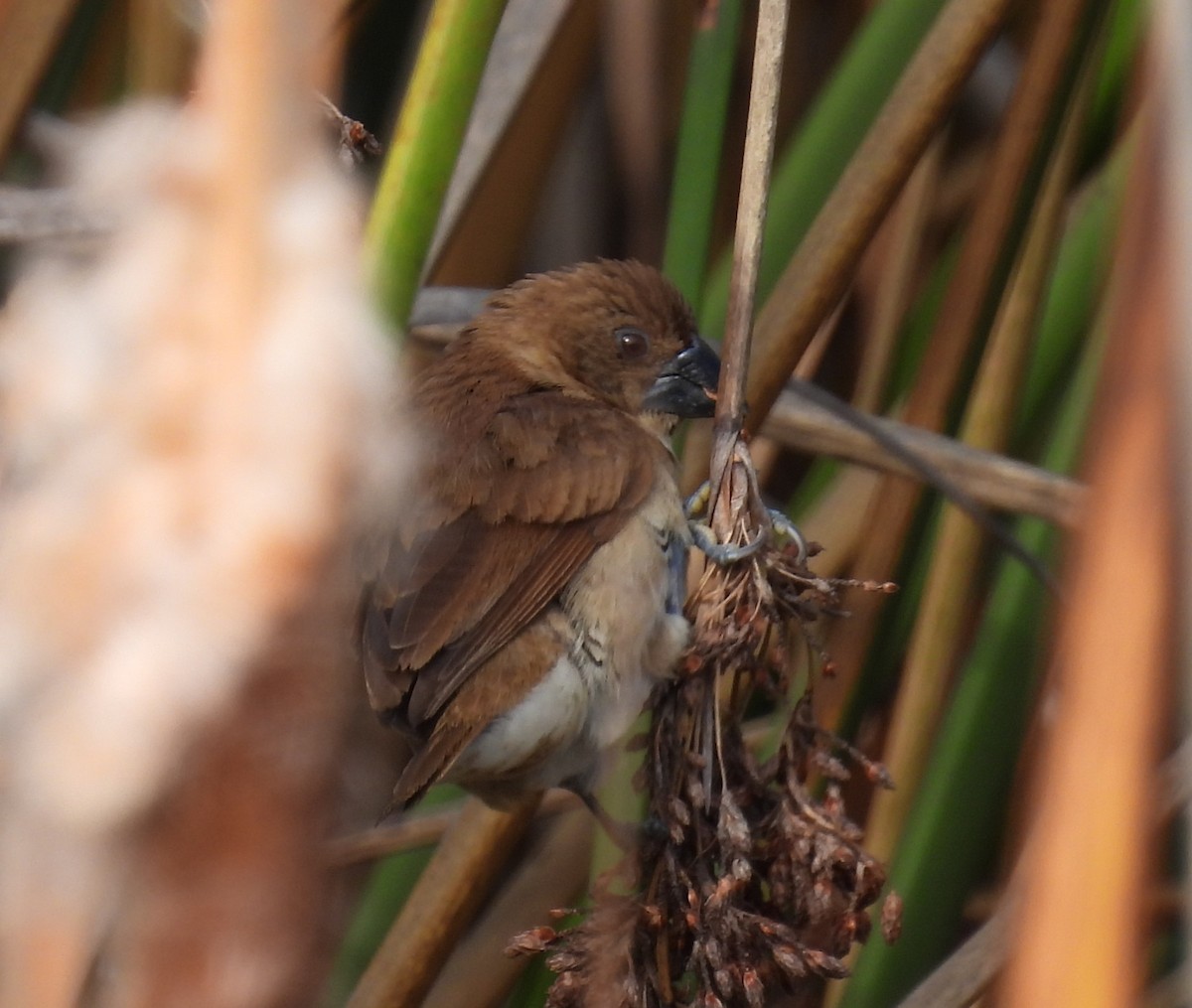Scaly-breasted Munia - ML647034728