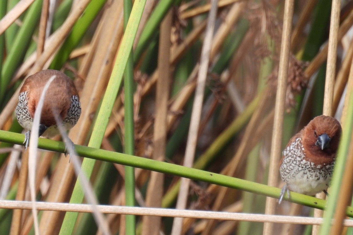 Scaly-breasted Munia - ML647034729