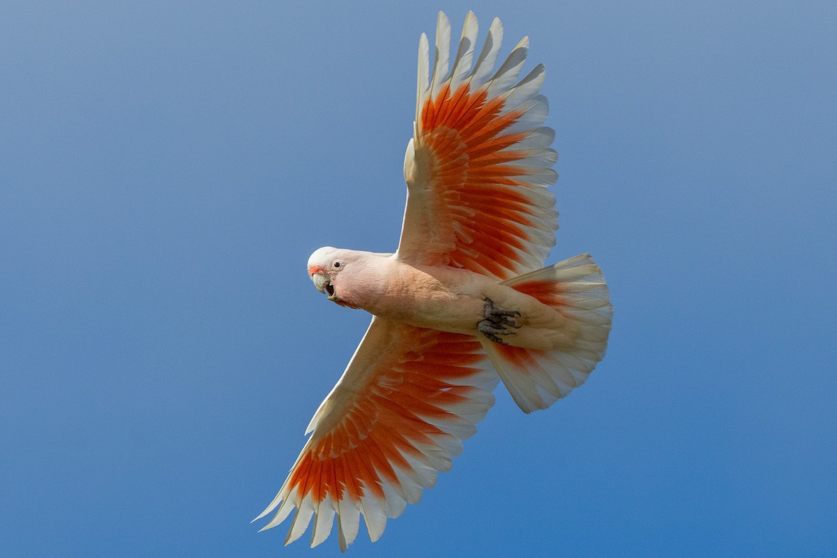 Pink Cockatoo - ML647034732