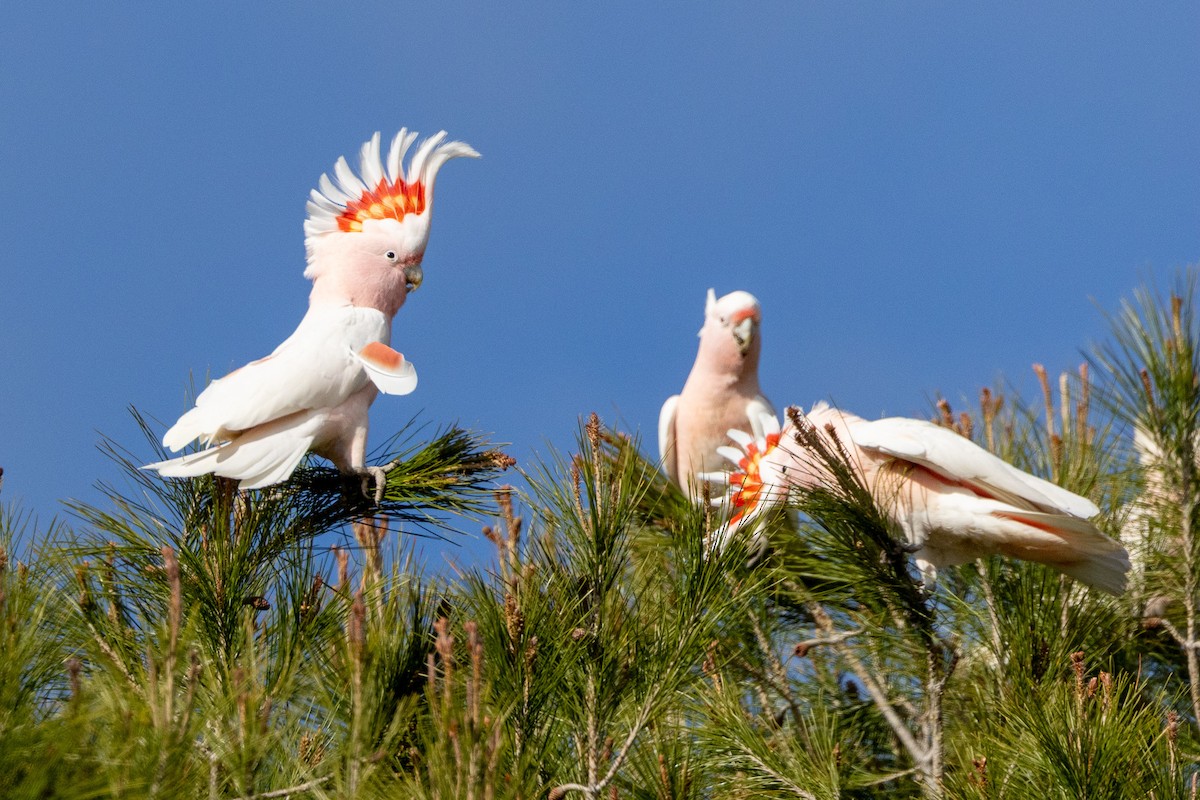 Pink Cockatoo - ML647034733