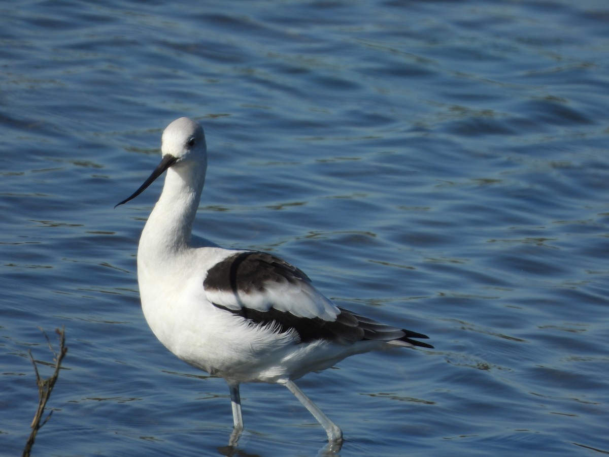 American Avocet - ML647034739