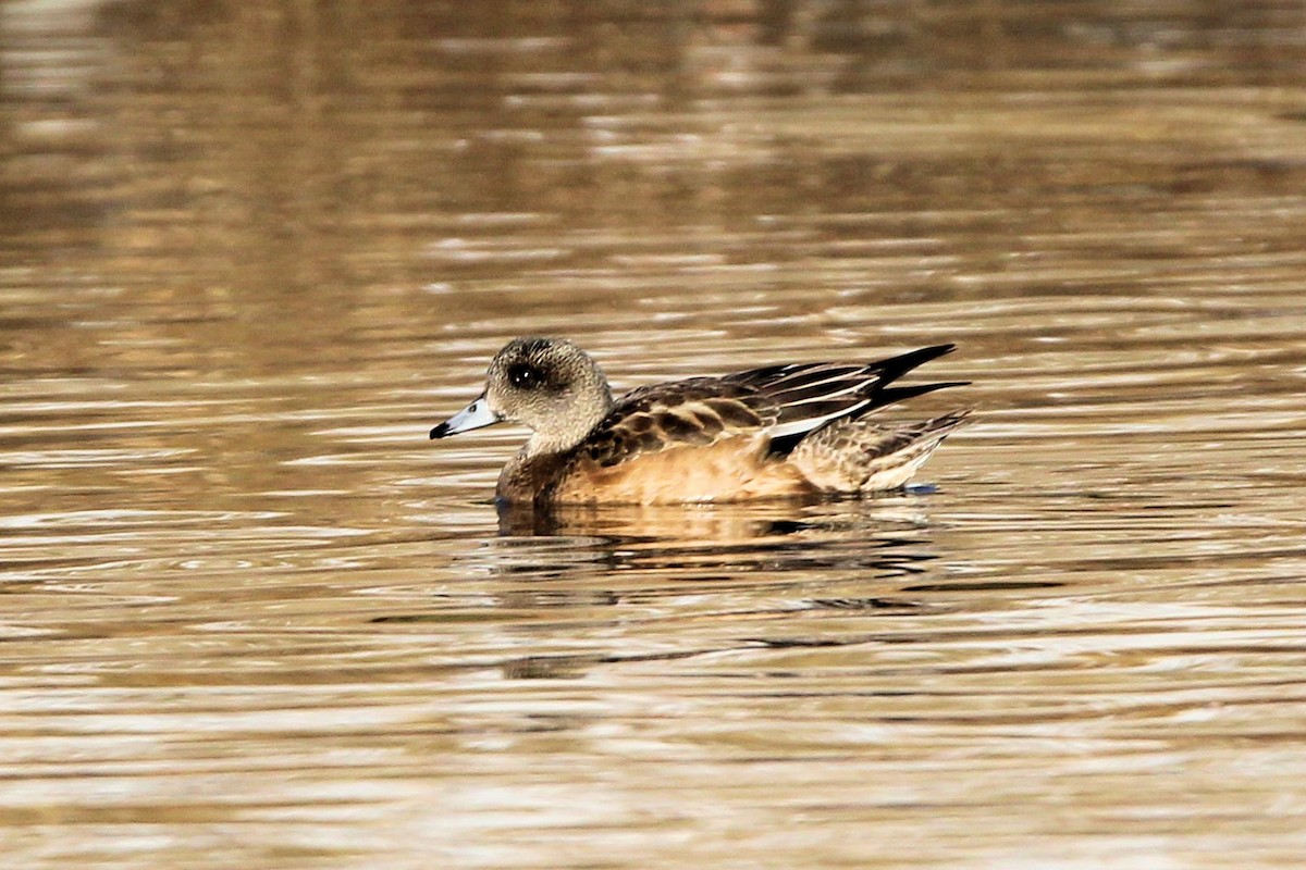 Свищ американський - ML647034742