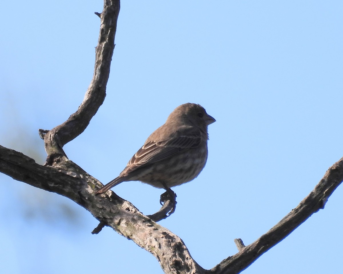 Burugorri arrunta - ML647034746