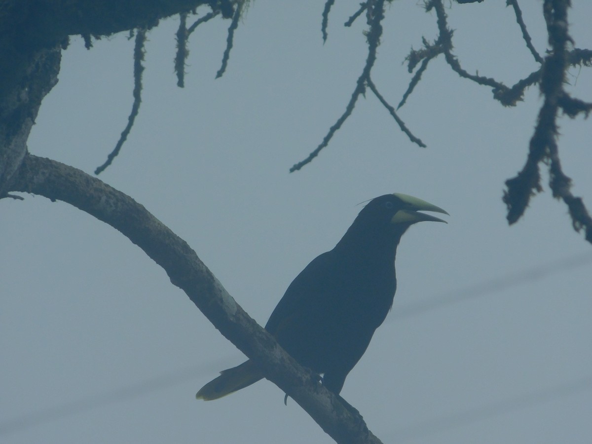 Chestnut-headed Oropendola - ML647034751