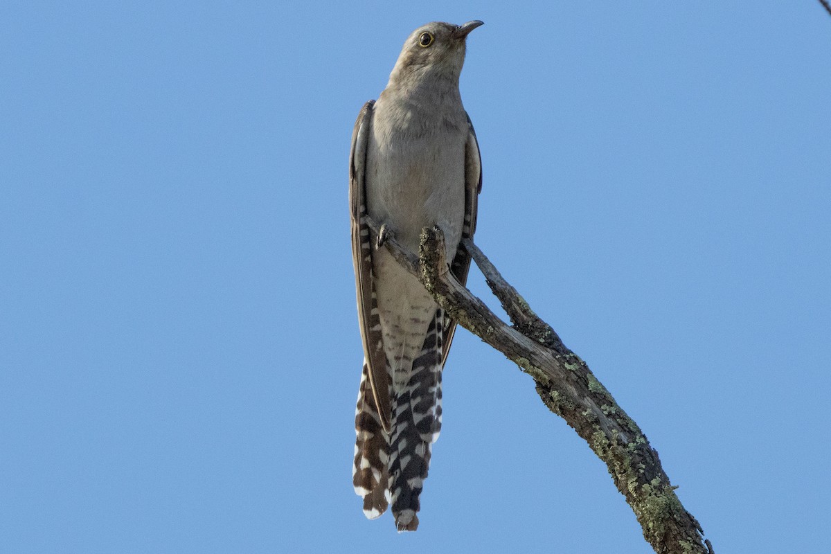 kukačka australská - ML647034752