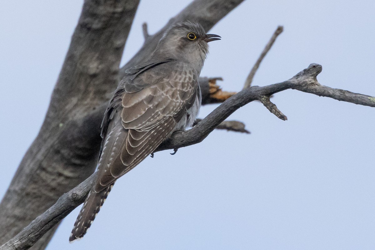 kukačka australská - ML647034753