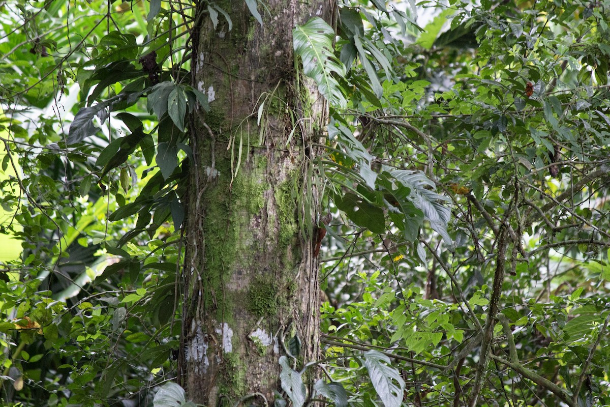 Streak-headed Woodcreeper - ML647034757