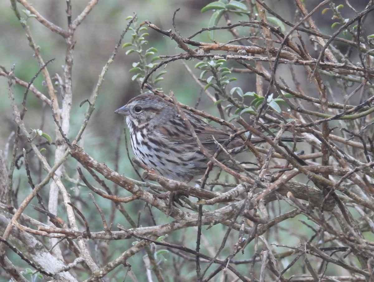 Song Sparrow - ML647034760