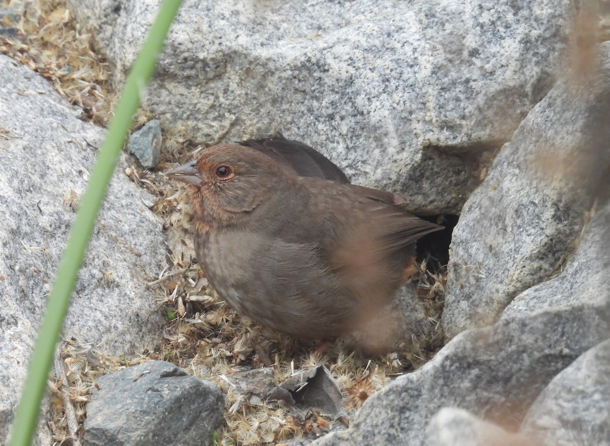 California Towhee - ML647034766