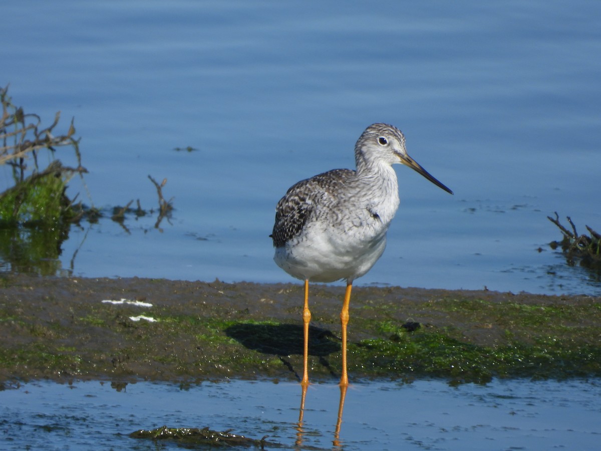 Greater Yellowlegs - ML647034767