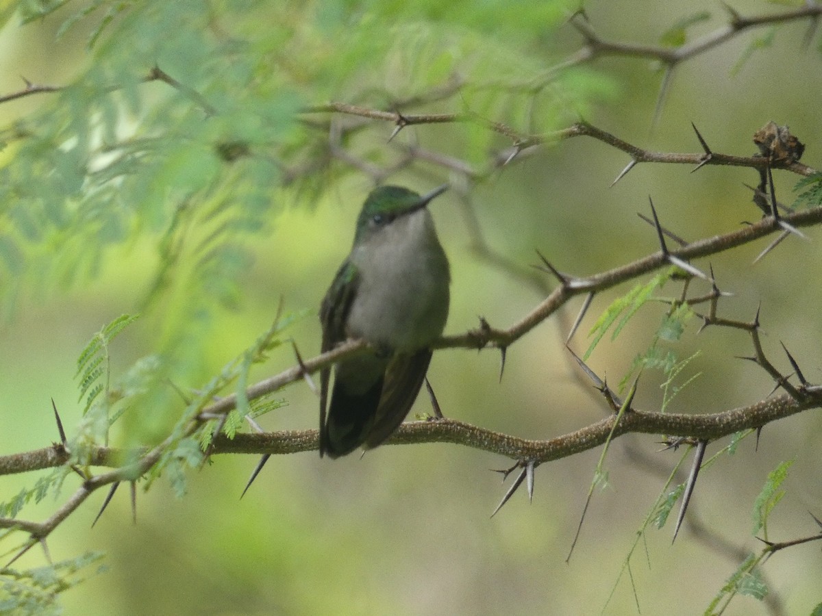 kolibřík chocholatý - ML647034770