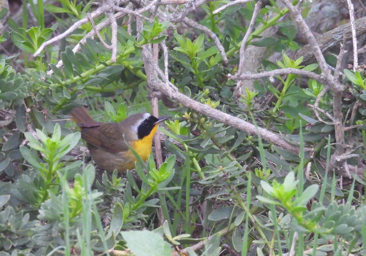 Common Yellowthroat - ML647034775