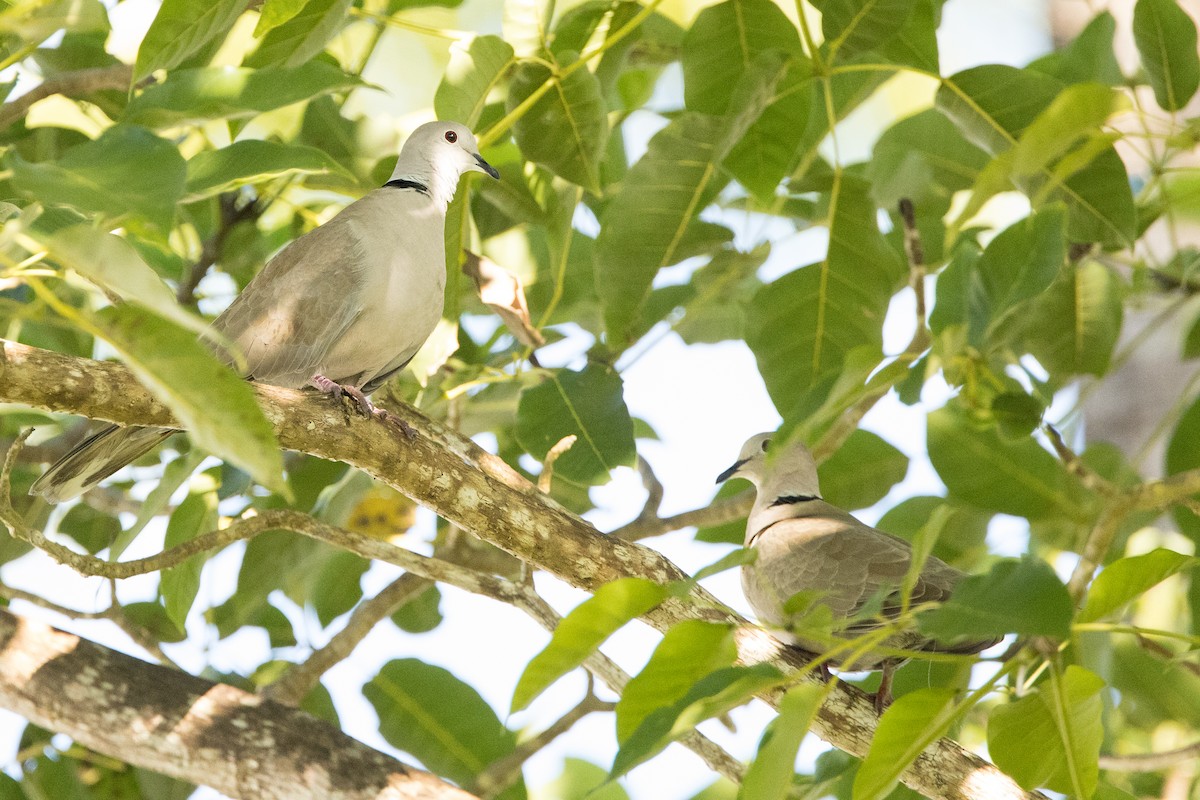 hrdlička zahradní - ML647034783