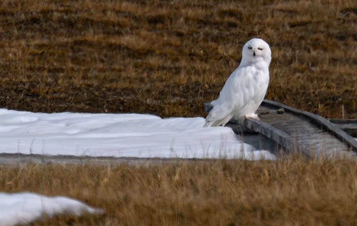 Snowy Owl - ML647034785