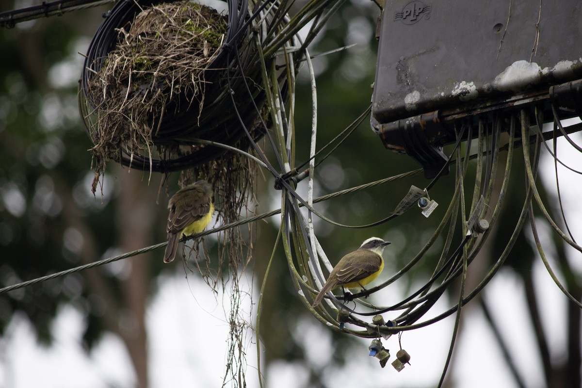 Social Flycatcher - ML647034792
