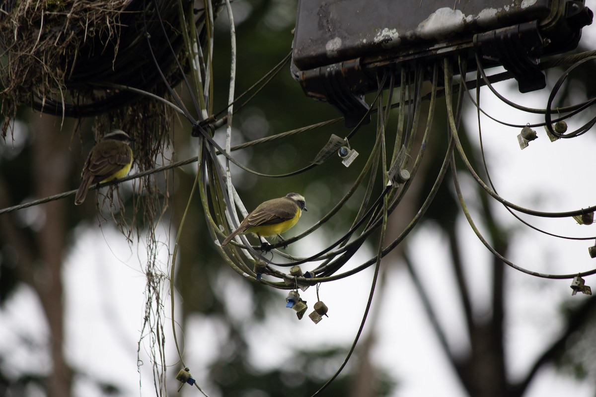 Social Flycatcher - ML647034793