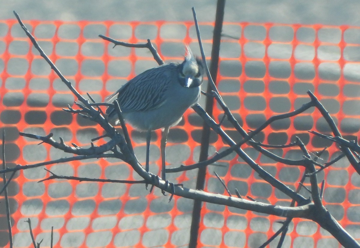 Yellow-crowned Night Heron - ML647034796