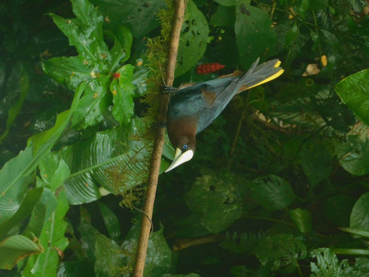 Chestnut-headed Oropendola - ML647034799