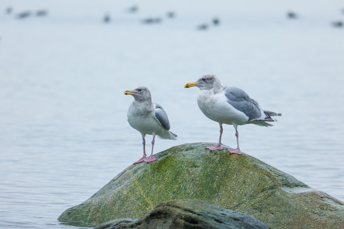 Gaviota Occidental x de Bering (híbrido) - ML647034808