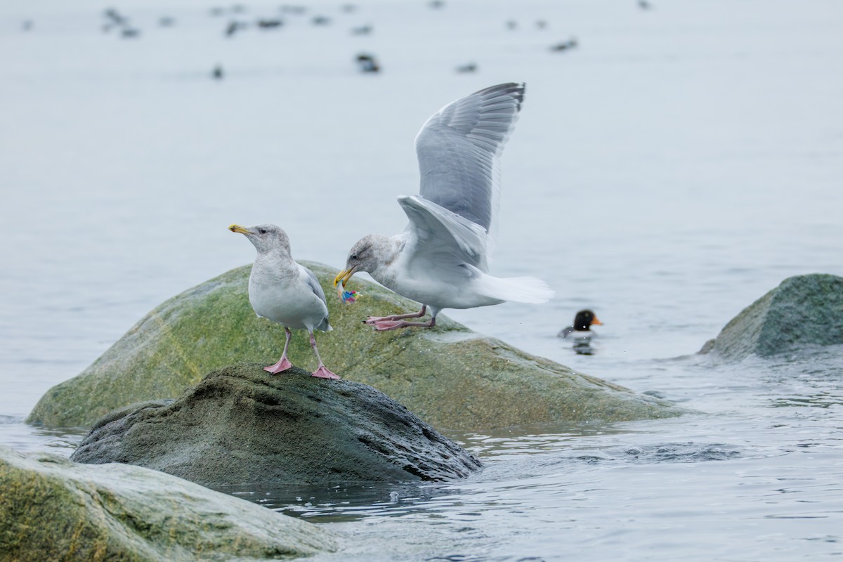 Gaviota Occidental x de Bering (híbrido) - ML647034809